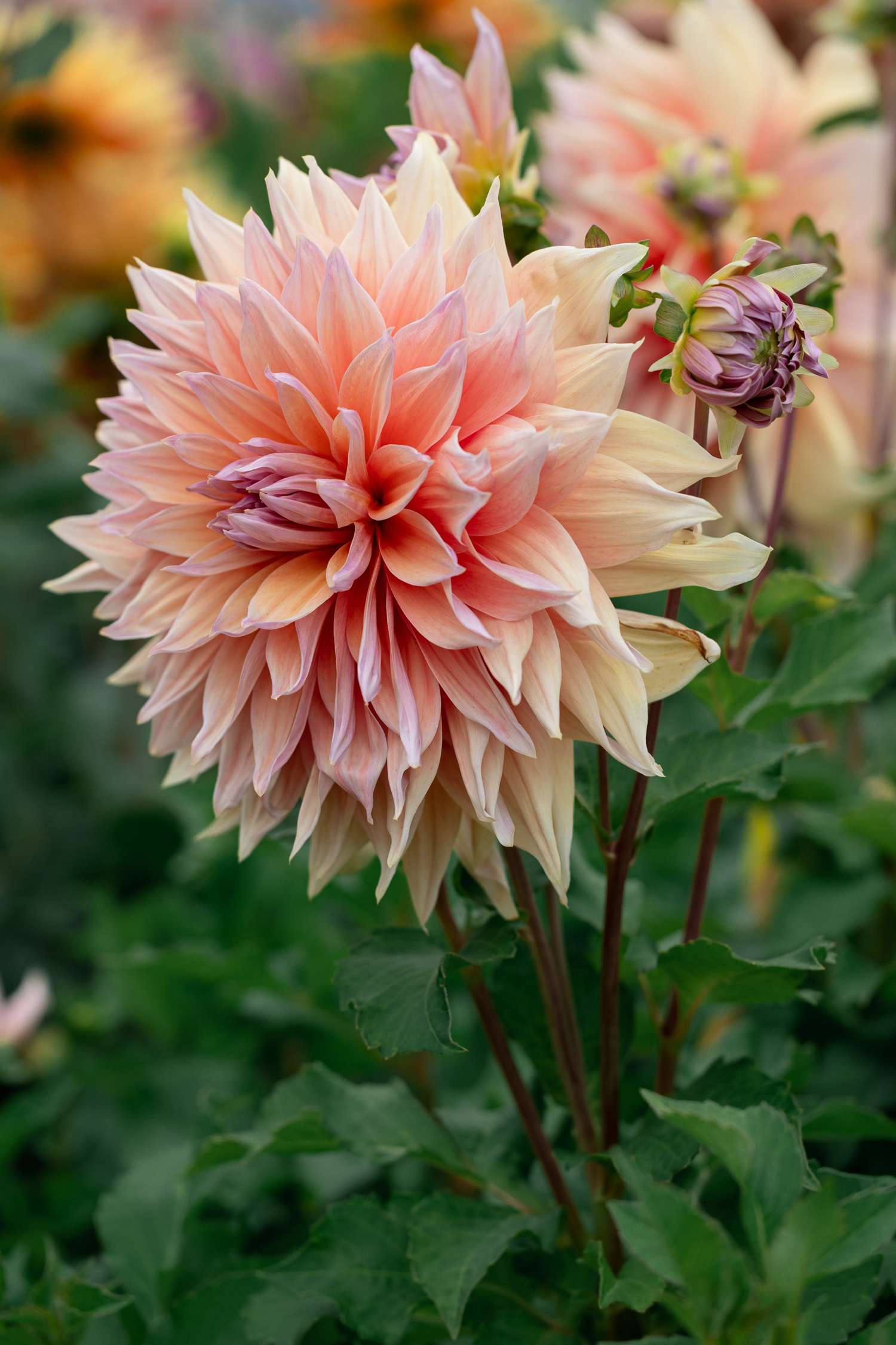 Dahlia 'Mango Madness'